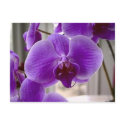 Purple Orchids postcards