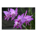 Purple Orchids posters
