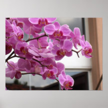 purple orchids posters