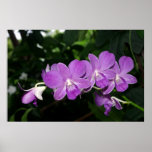 Purple Orchids Posters