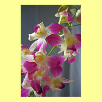 Purple Orchids Poster Print posters