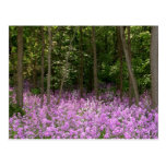 Purple Outback Postcard