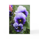 Purple Pansies