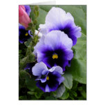Purple Pansies cards