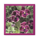 Purple Pansies magnets by Kat_Kapers Purple Pansies magnets