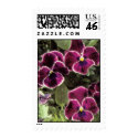Purple Pansies stamp
