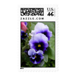 Purple Pansies Postage stamps
