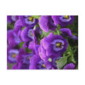 Purple Pansies postcards by DesignsbyMel Purple Pansies postcards