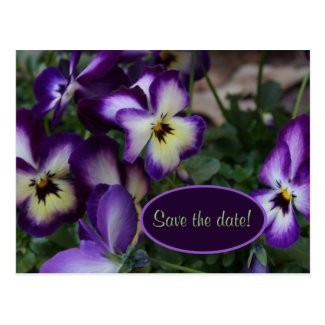 Purple Pansies Save the Date Postcard
