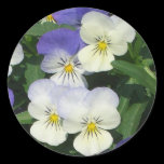 Purple Pansies Sticker