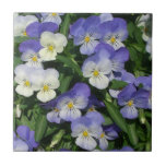 Purple Pansies Tile