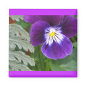 Purple Pansy magnets by ggbythebay Purple Pansy magnets