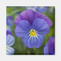 Purple Pansy Magnets