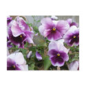 Purple Pansy Postcard by sunsett76 Purple Pansy Postcard
