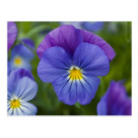 Purple Pansy Postcard