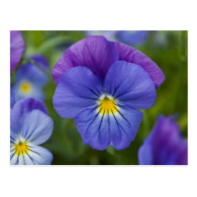 Purple Pansy Postcard