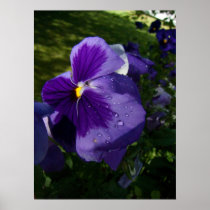Purple Pansy Print