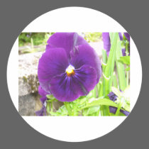 Purple Pansy stickers