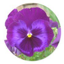 Purple Pansy Stickers