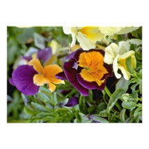 Purple Pansy With Orange Center flowers Announcement