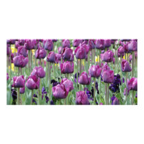 Purple Paradise Tulips photo cards by sharonsphotography Purple Paradise Tulips photo cards