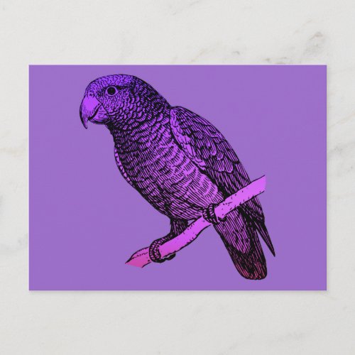 Purple Parrot postcard