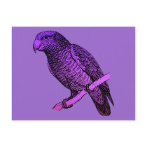 Purple Parrot postcards
