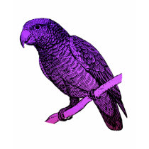 Purple Parrot t-shirts