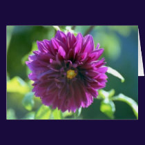 Purple Passion
