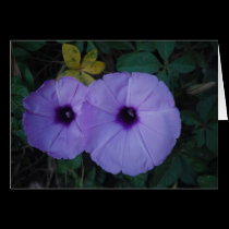 Purple Passion cards