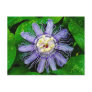 Purple Passion Flower... Postcard