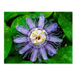 Purple Passion Flower... Postcard