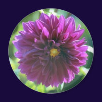 Purple Passion