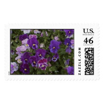 purple passion pansy postage by Eye4birds purple passion pansy postage