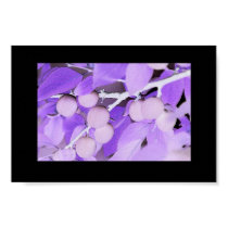 Purple Passion posters by Passport2Heaven Purple Passion posters