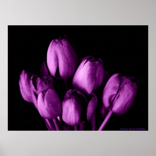 Purple Passion Poster
