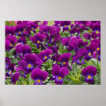 Purple Passion posters