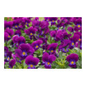 Purple Passion posters