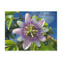 Purple Passion Save the Date Postcard by MooseAnne Purple Passion Save the Date Postcard
