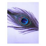 Purple Peacock Feather Postcards