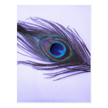 Purple Peacock Feather Postcards