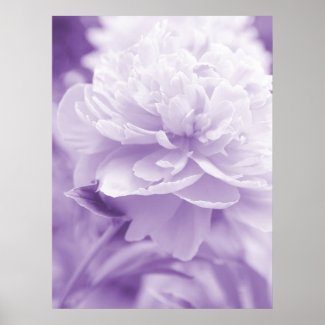 Purple Peony Poster