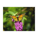 Purple Perch ( Viceroy Butterfly) postcards