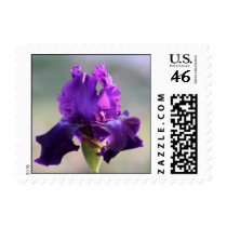 "Purple Perfection" Iris Photography Stamps