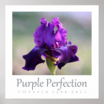 "Purple Perfection" Iris Photography Poster posters