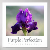"Purple Perfection" Iris Photography Poster