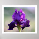 "Purple Perfection" Iris Photography Print