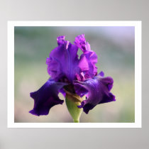 "Purple Perfection" Iris Photography Print