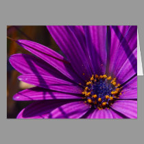 Purple petals cards