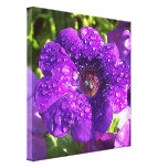 Purple Petunia in a Rain Shower Canvas Print